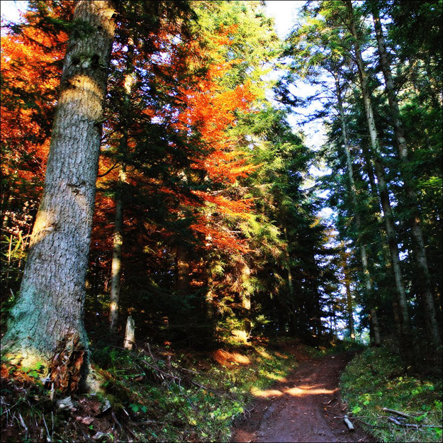 Matysová to Ľubovňa through Marman Fall 2011